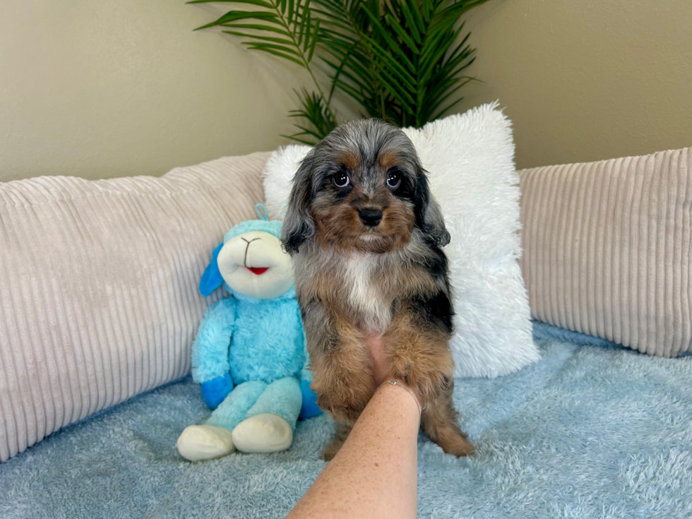 Cute Cavapoodle Poodle Mix Puppy