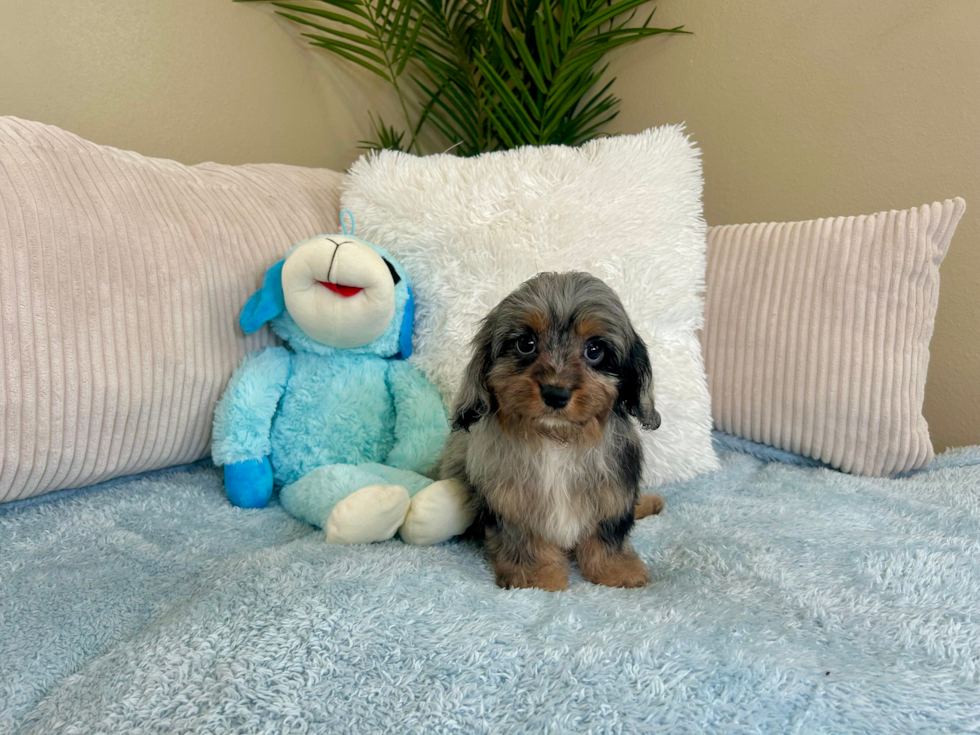 Cute Cavapoo Baby