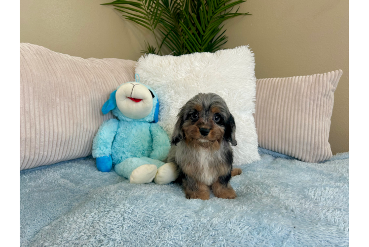 Cute Cavalier King Charles Spaniel and Poodle Mix Poodle Mix Puppy