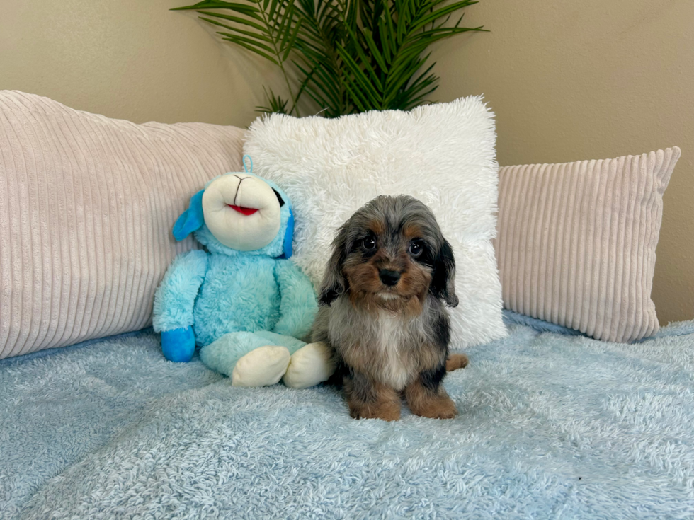 Cute Cavalier King Charles Spaniel and Poodle Mix Poodle Mix Puppy