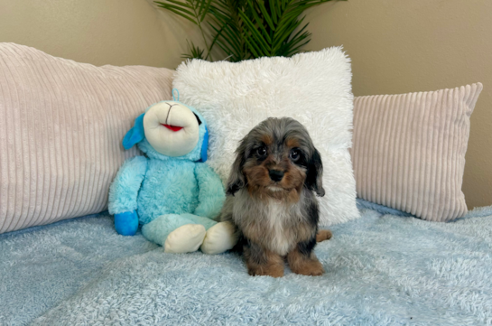 Cute Cavalier King Charles Spaniel and Poodle Mix Poodle Mix Puppy