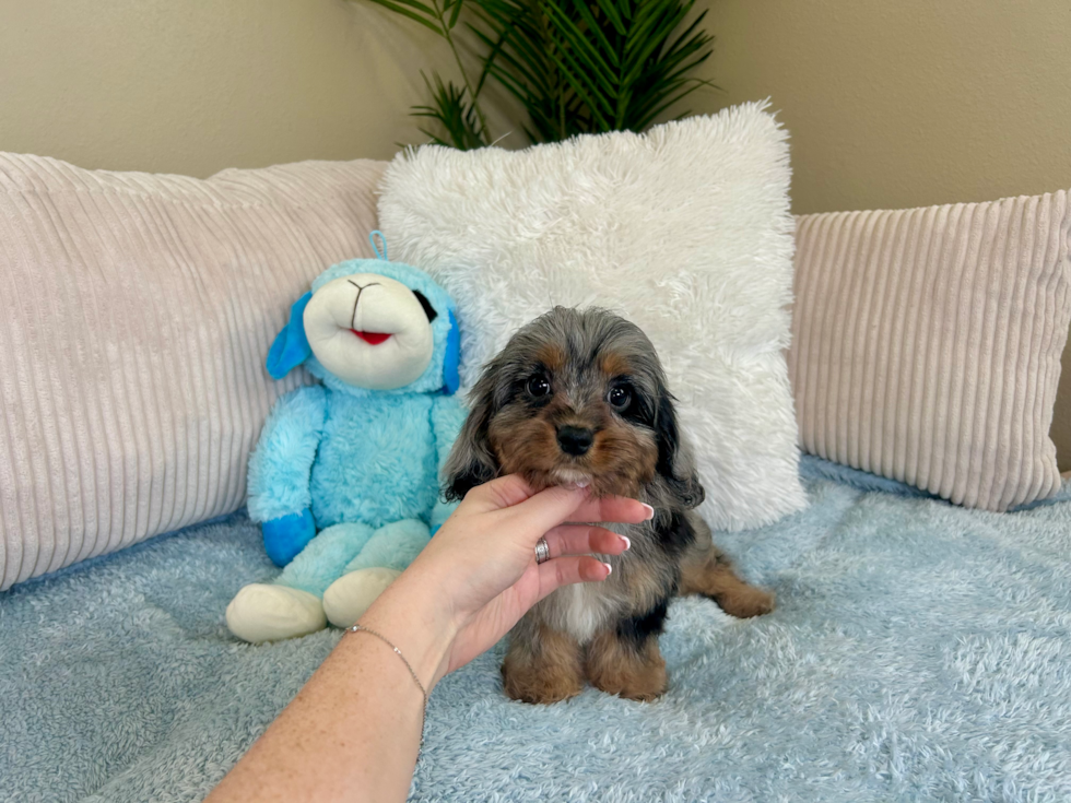 Cute Cavipoo Poodle Mix Puppy