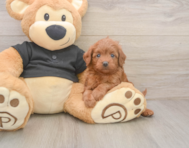 7 week old Cavapoo Puppy For Sale - Lone Star Pups