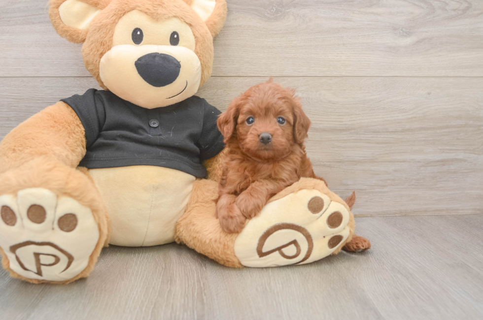 5 week old Cavapoo Puppy For Sale - Lone Star Pups