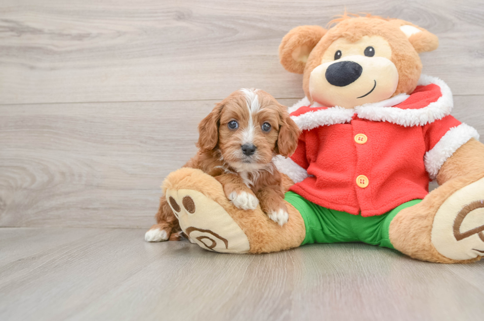 5 week old Cavapoo Puppy For Sale - Lone Star Pups