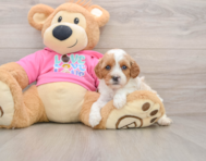 8 week old Cavapoo Puppy For Sale - Lone Star Pups
