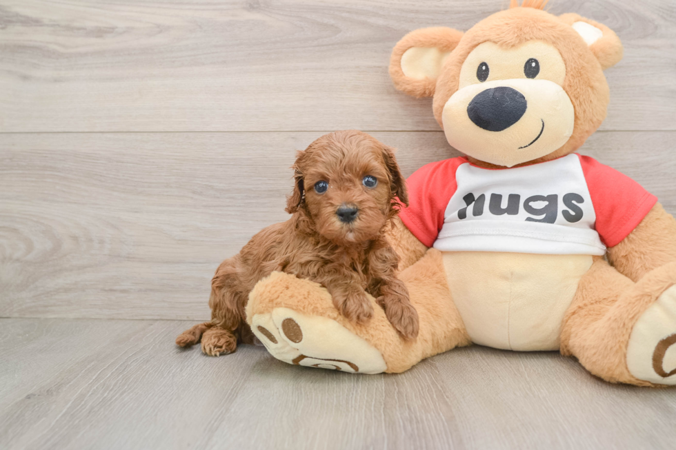 Fluffy Cavapoo Poodle Mix Pup