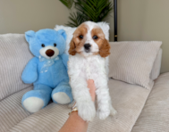 9 week old Cavapoo Puppy For Sale - Lone Star Pups