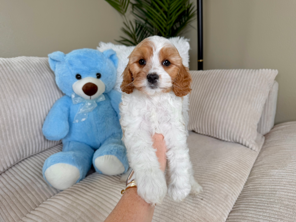 Cute Cavapoo Poodle Mix Pup