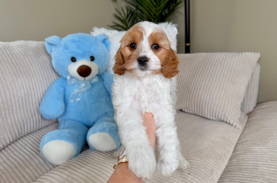 Cute Cavapoo Poodle Mix Pup