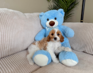 10 week old Cavapoo Puppy For Sale - Lone Star Pups