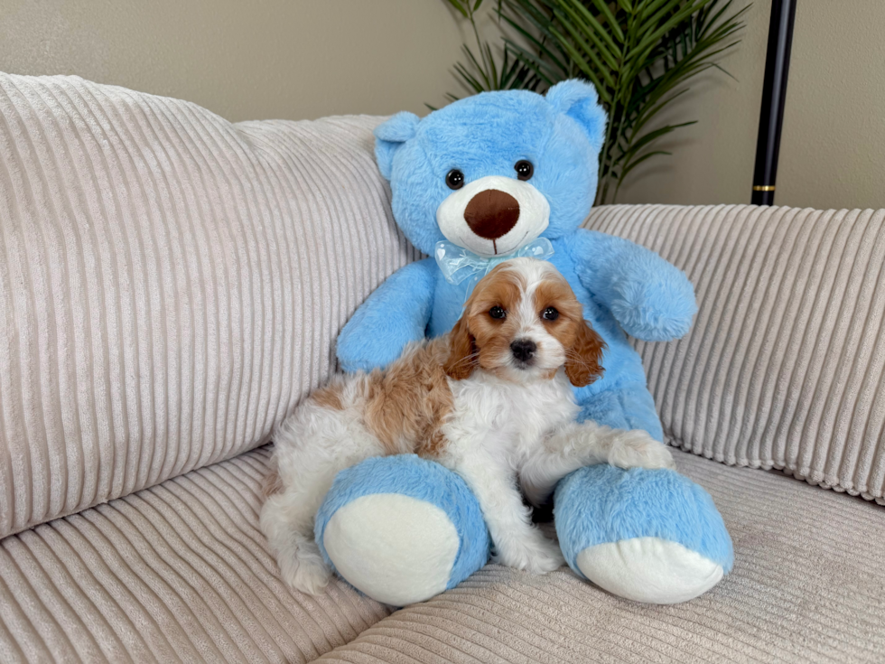 Best Cavapoo Baby