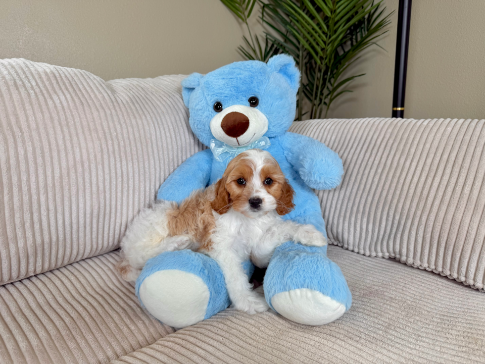 Cute Cavalier King Charles Spaniel and Poodle Mix Poodle Mix Puppy