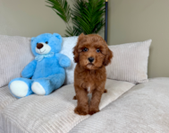 9 week old Cavapoo Puppy For Sale - Lone Star Pups