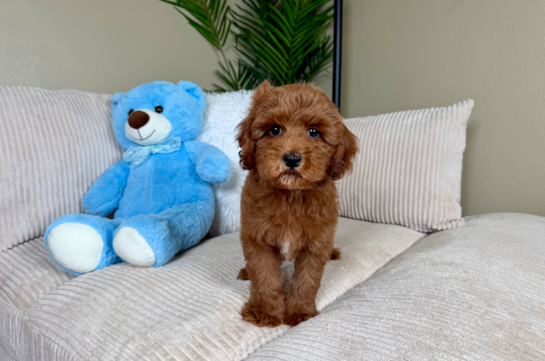 Cute Cavapoo Poodle Mix Pup