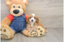 Petite Cavapoo Poodle Mix Pup