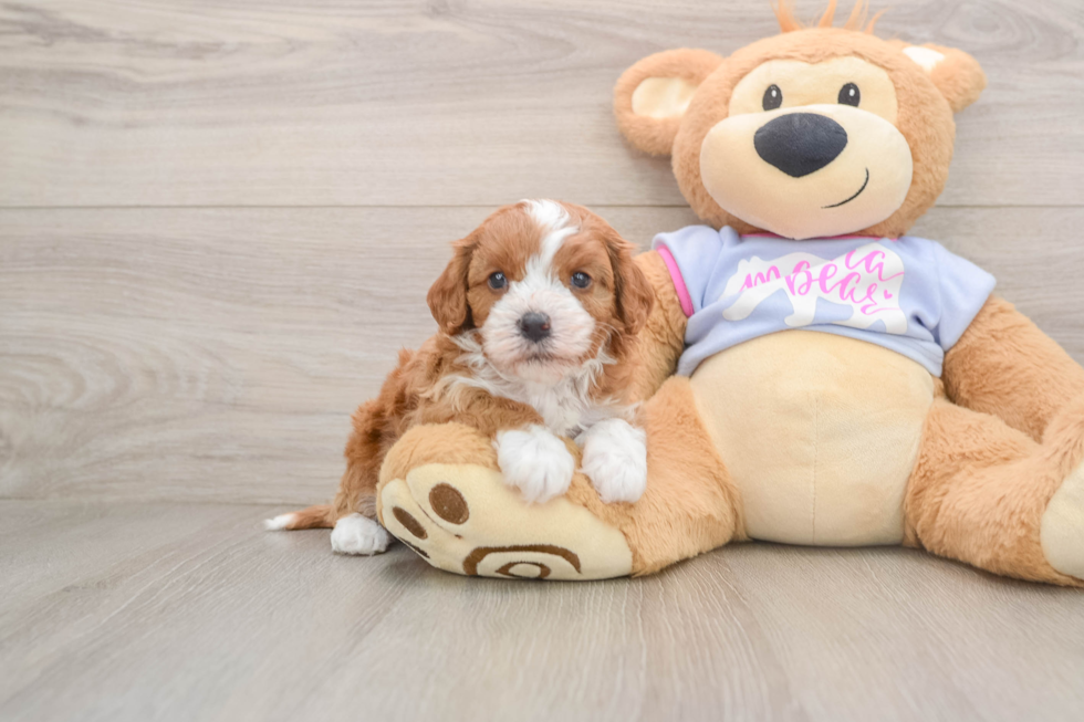 Cavapoo Pup Being Cute