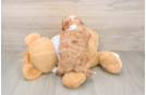 Petite Cavapoo Poodle Mix Pup