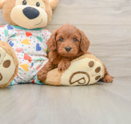 7 week old Cavapoo Puppy For Sale - Lone Star Pups