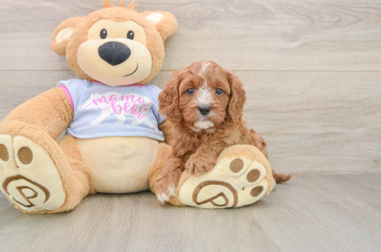 Smart Cavapoo Poodle Mix Pup