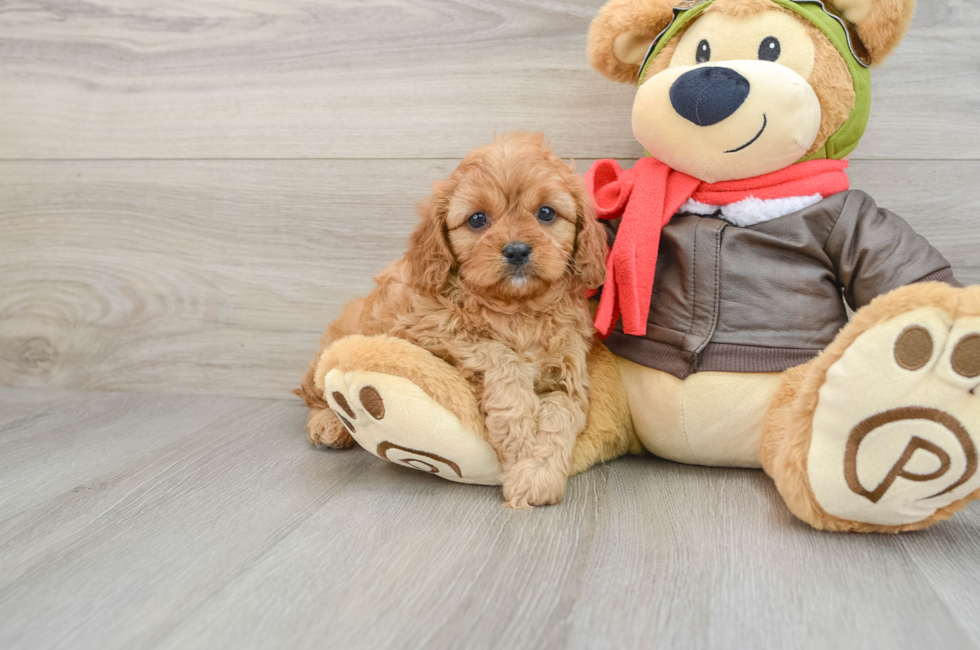 6 week old Cavapoo Puppy For Sale - Lone Star Pups