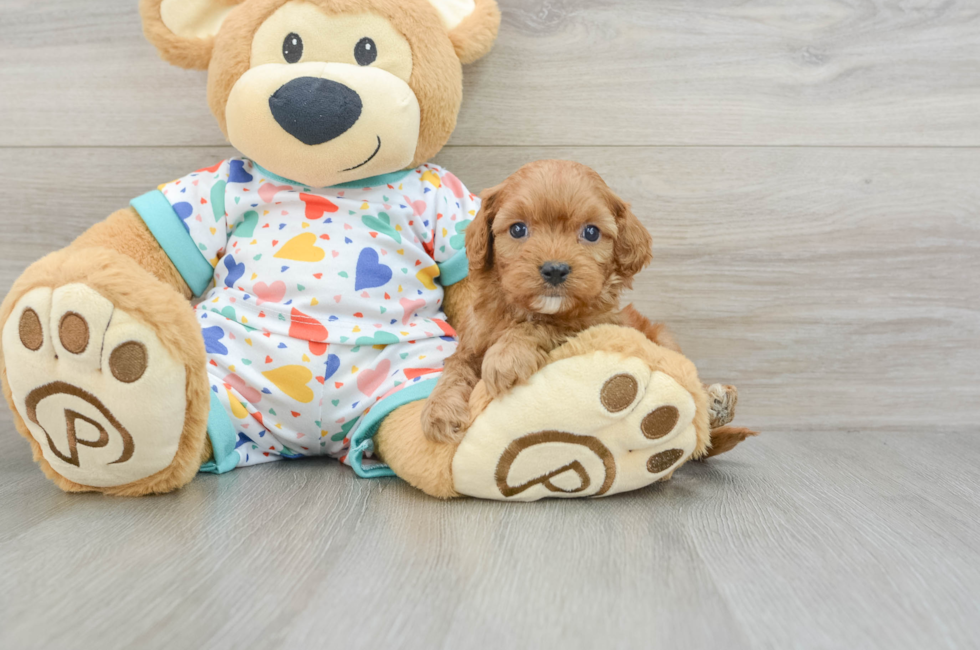 7 week old Cavapoo Puppy For Sale - Lone Star Pups