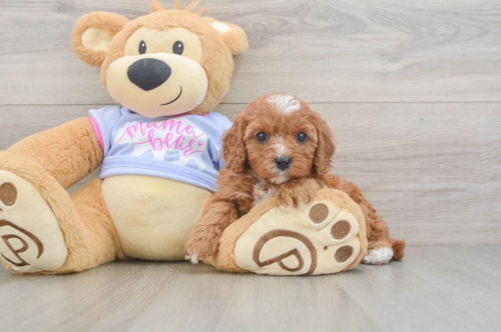 5 week old Cavapoo Puppy For Sale - Lone Star Pups