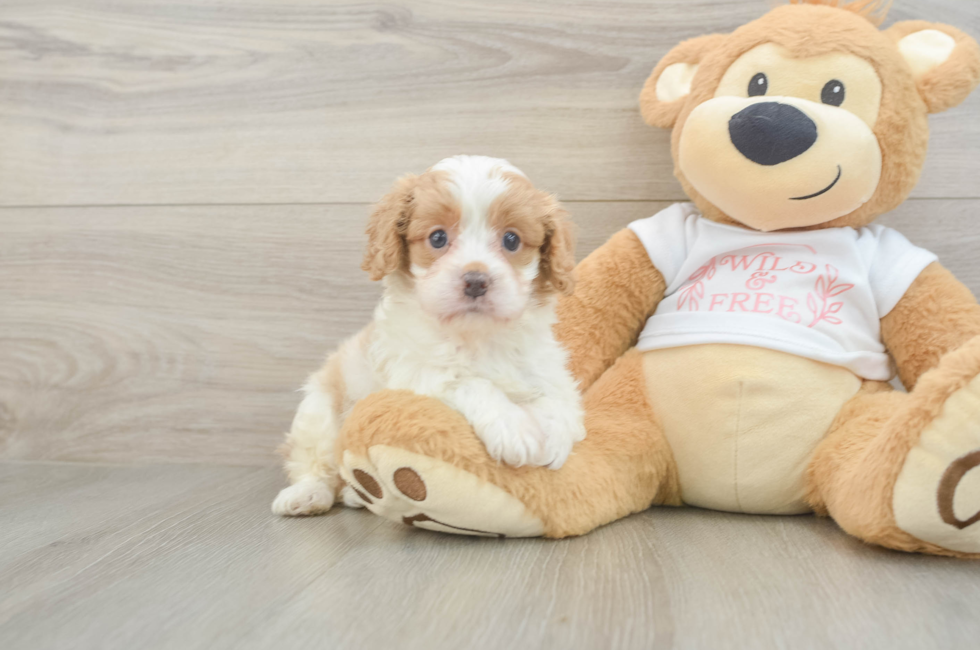 5 week old Cavapoo Puppy For Sale - Lone Star Pups