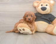 7 week old Cavapoo Puppy For Sale - Lone Star Pups