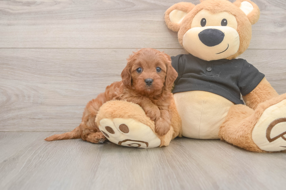 5 week old Cavapoo Puppy For Sale - Lone Star Pups