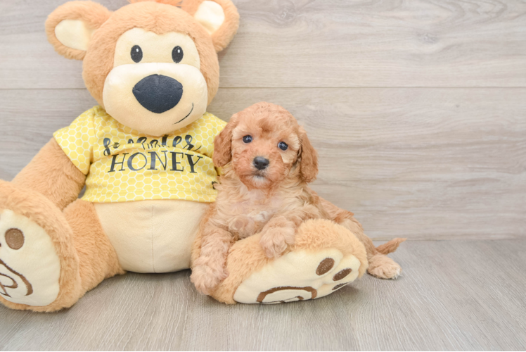 Funny Cavapoo Poodle Mix Pup