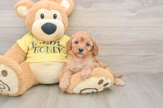 Funny Cavapoo Poodle Mix Pup