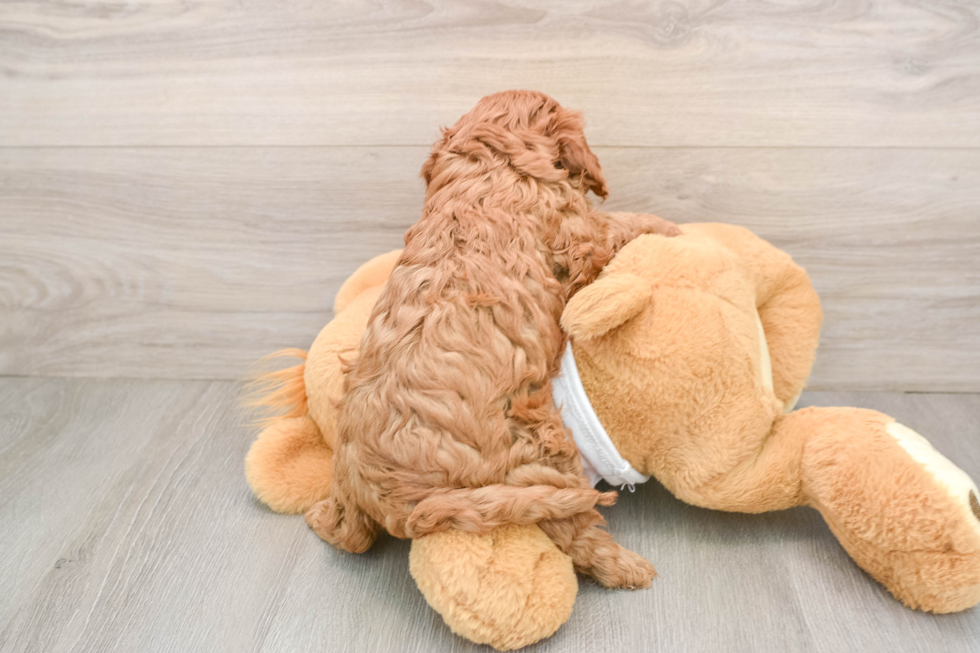 Small Cavapoo Baby