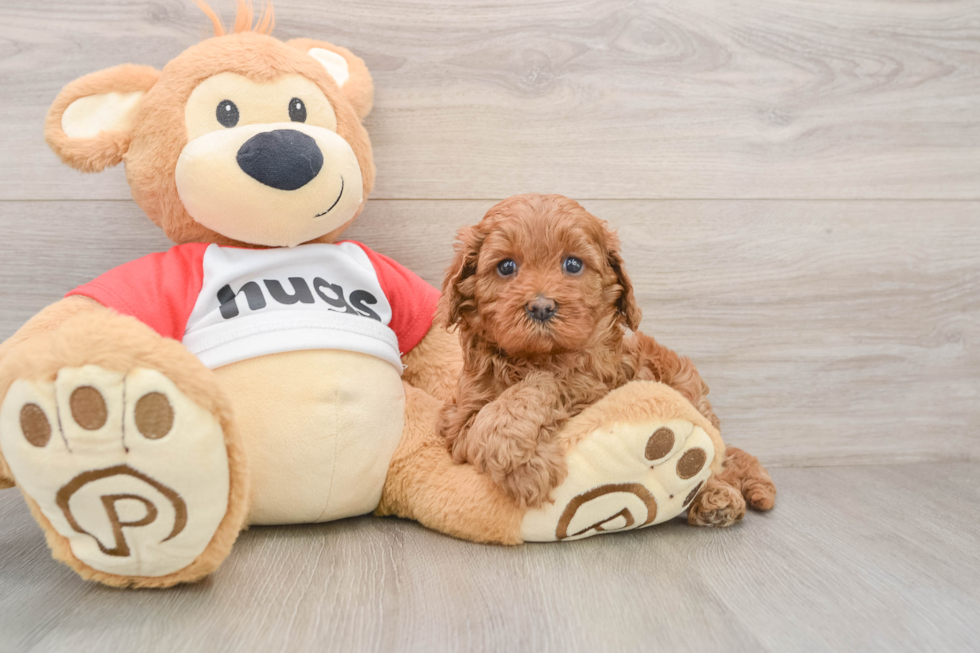 Best Cavapoo Baby