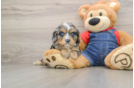 Cavapoo Puppy for Adoption