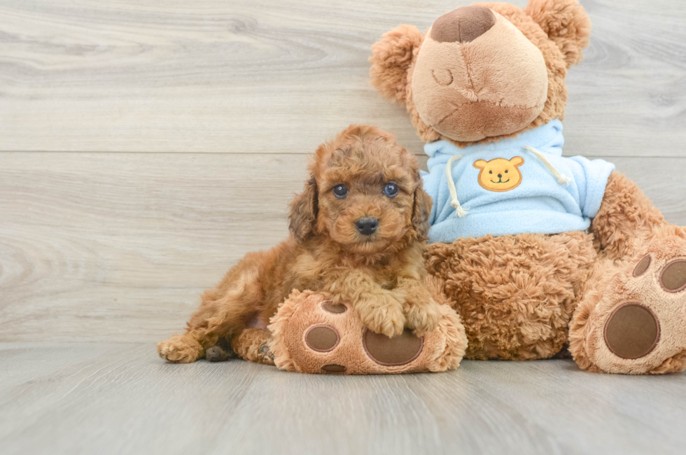 7 week old Cavapoo Puppy For Sale - Lone Star Pups