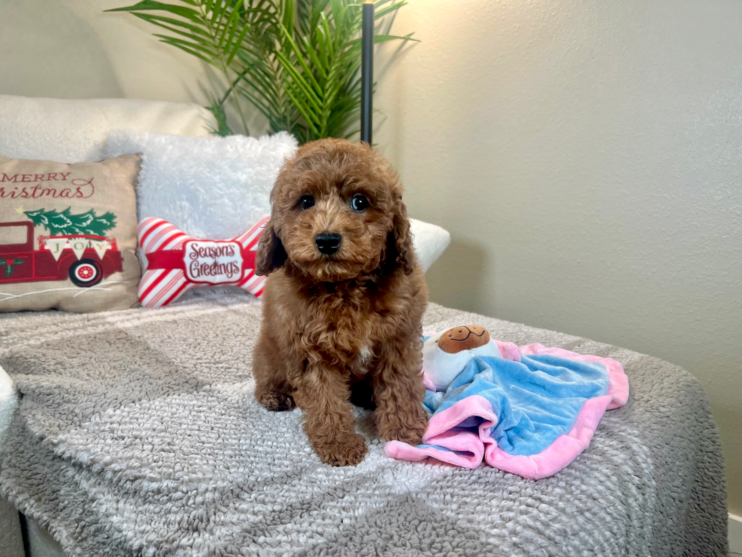 Cute Cavipoo Poodle Mix Puppy