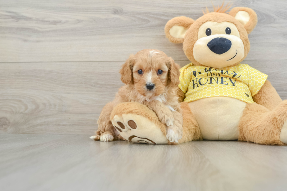 Best Cavapoo Baby