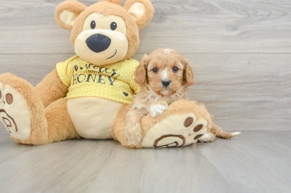 6 week old Cavapoo Puppy For Sale - Lone Star Pups