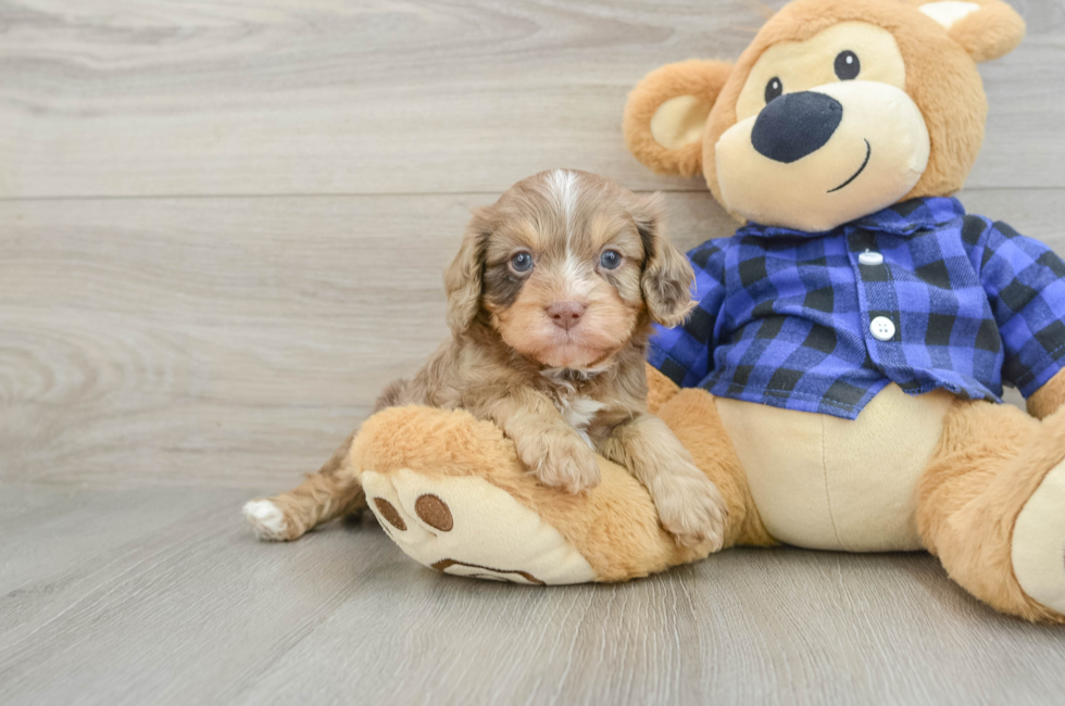 5 week old Cavapoo Puppy For Sale - Lone Star Pups