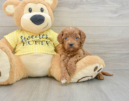 8 week old Cavapoo Puppy For Sale - Lone Star Pups
