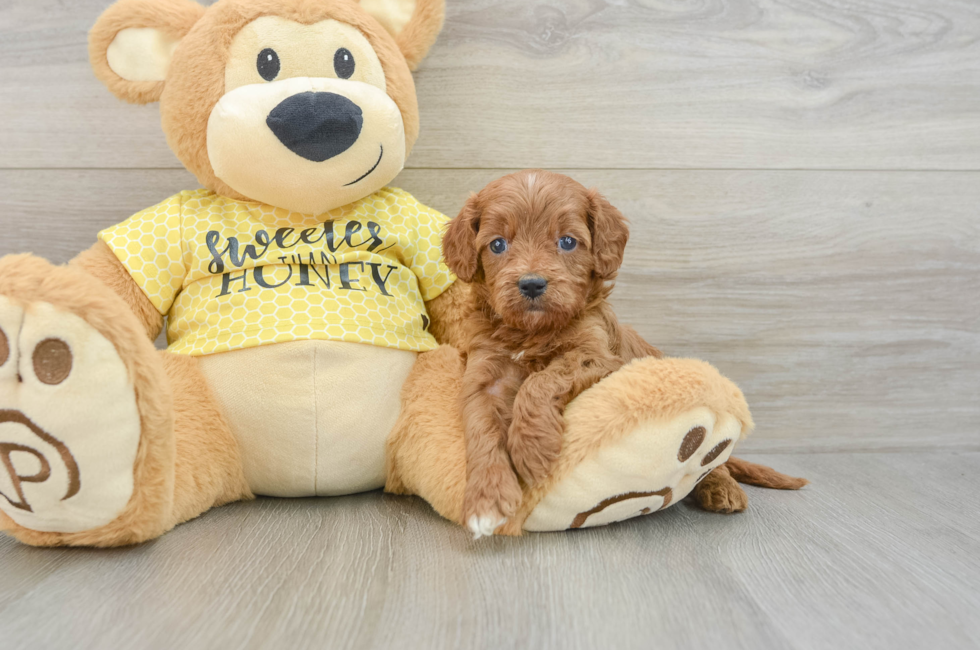 6 week old Cavapoo Puppy For Sale - Lone Star Pups