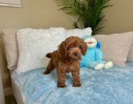 9 week old Cavapoo Puppy For Sale - Lone Star Pups