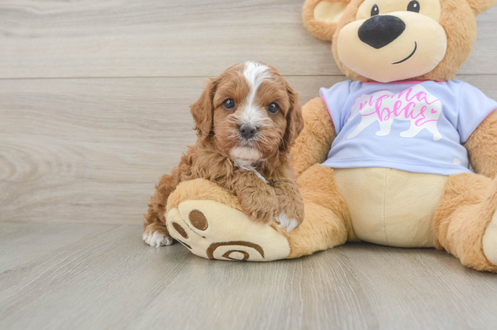 5 week old Cavapoo Puppy For Sale - Lone Star Pups