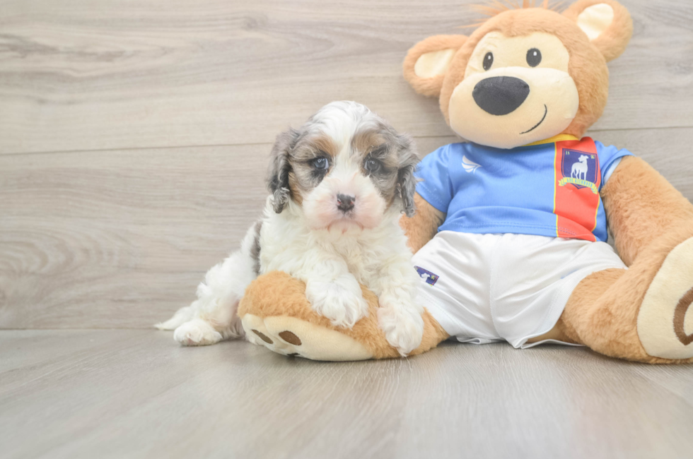 6 week old Cavapoo Puppy For Sale - Lone Star Pups