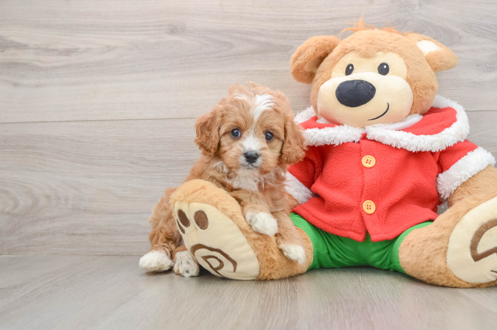 5 week old Cavapoo Puppy For Sale - Lone Star Pups