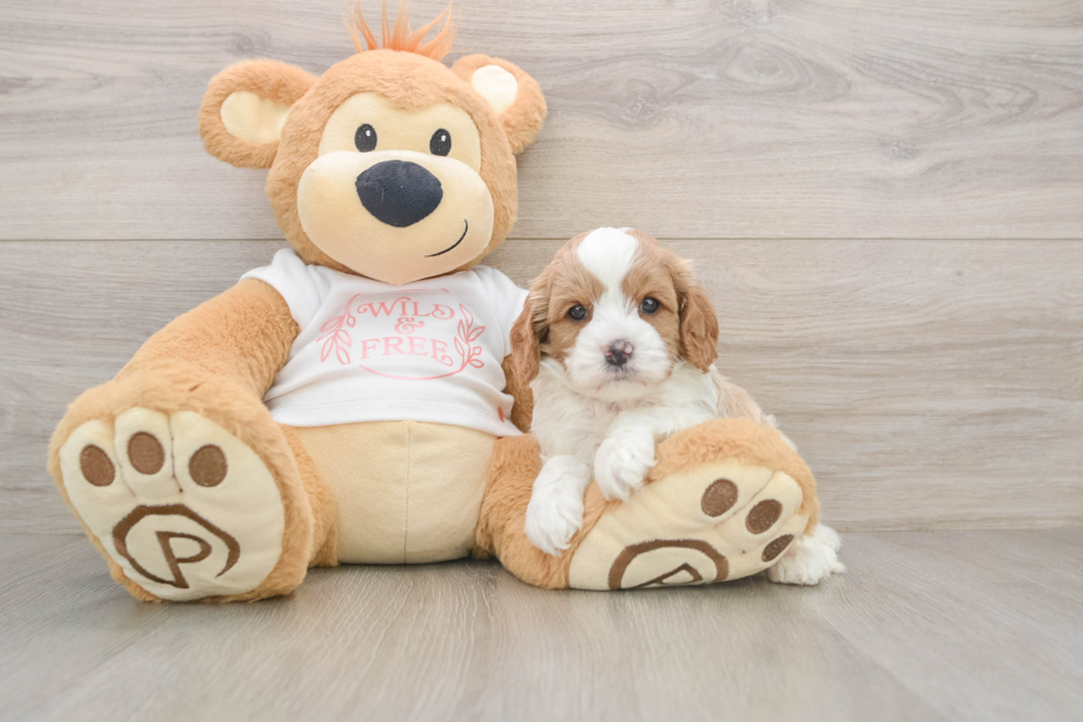 Cavapoo Pup Being Cute