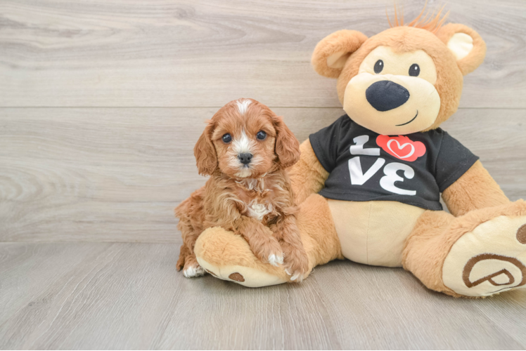 Cavapoo Puppy for Adoption