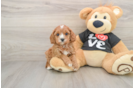 Cavapoo Puppy for Adoption