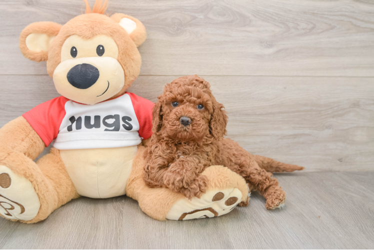 Cavapoo Puppy for Adoption